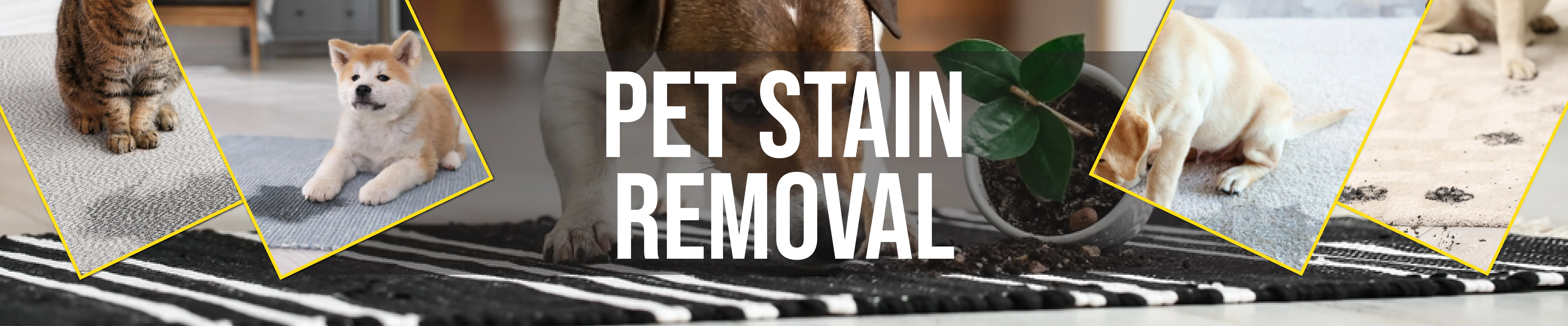Pet Stain and Odor Removal Service Brooklyn