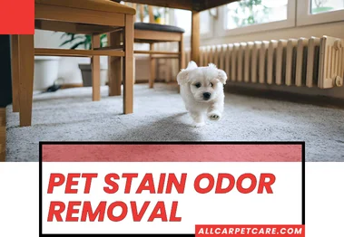 Pet Stain Odor Removal